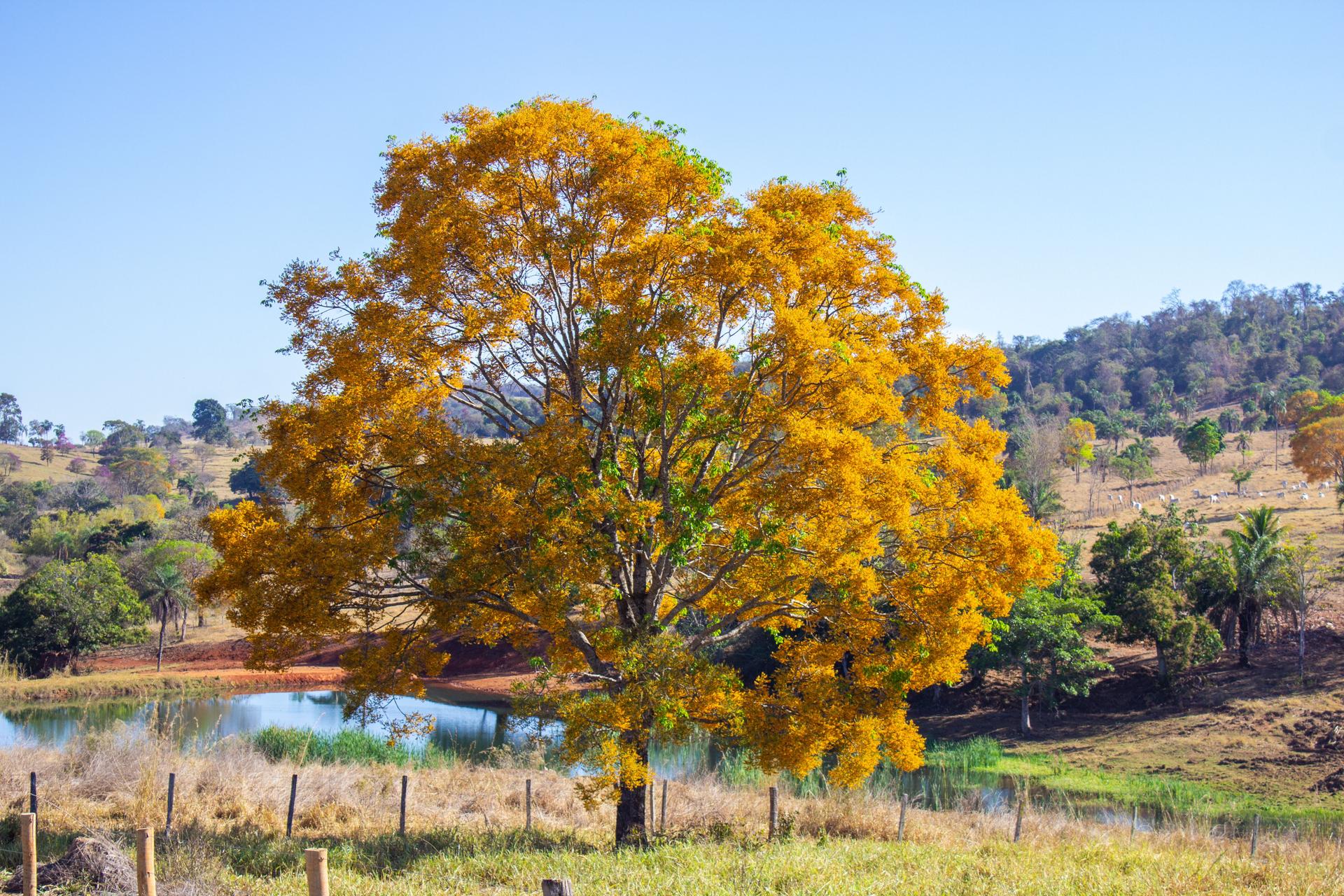 Platymiscium pubescens