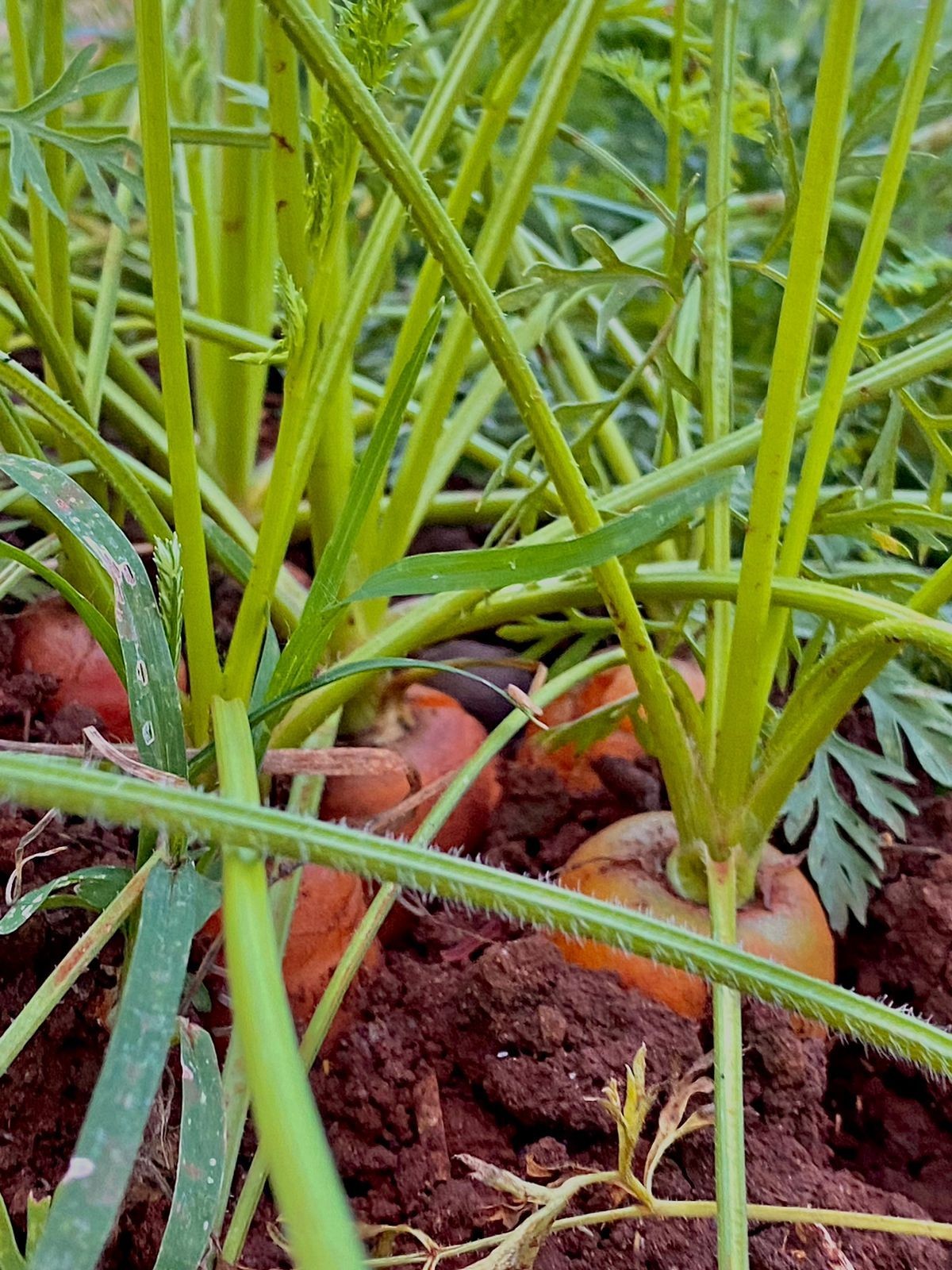 Grow your own vegetable