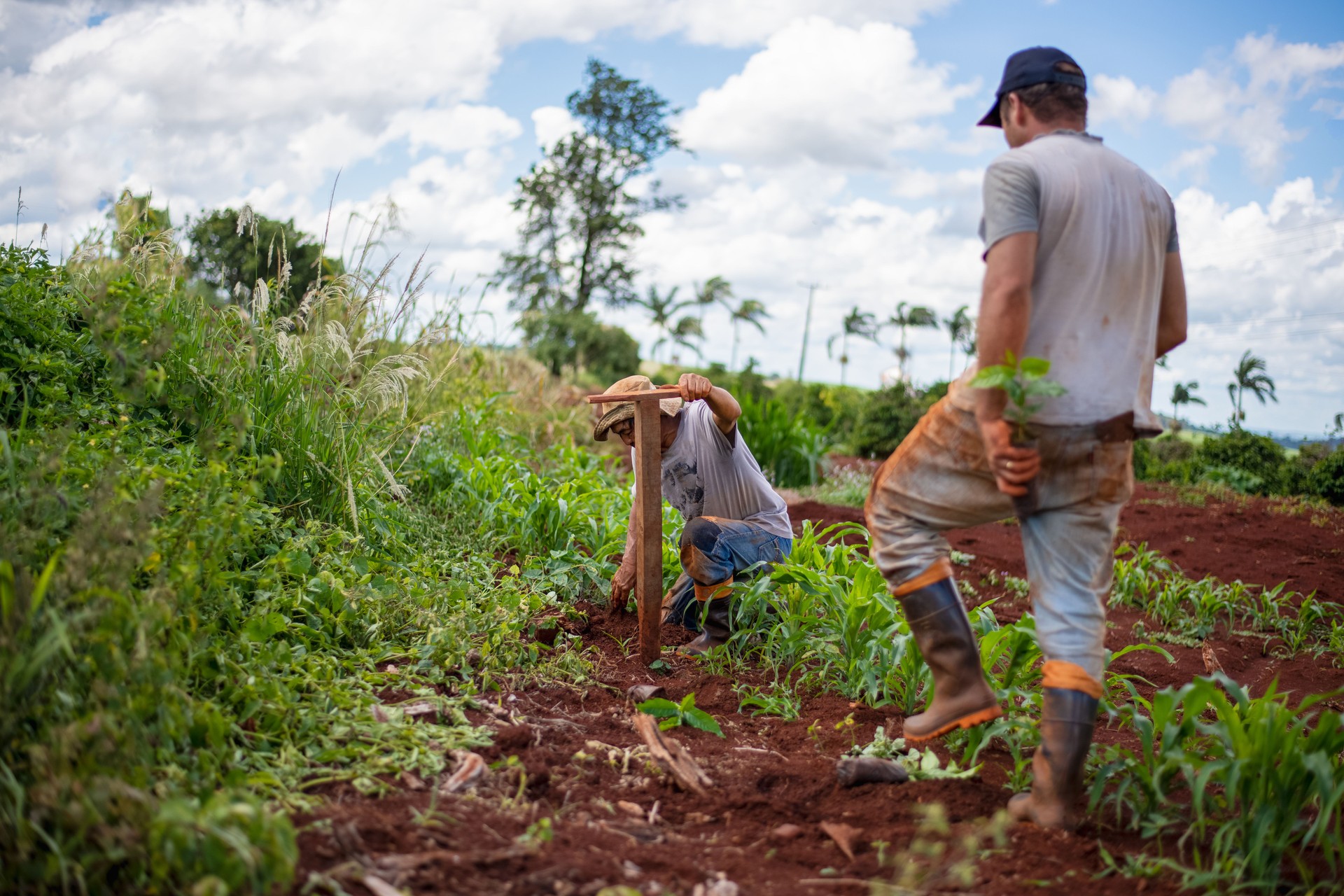 Coffee planting.